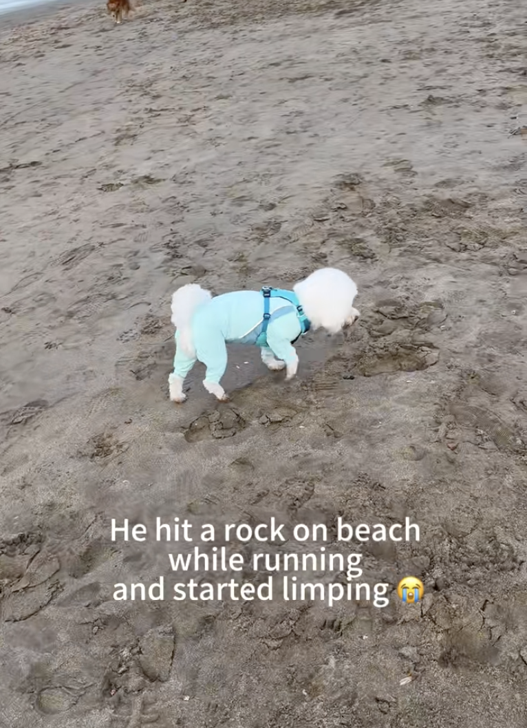 This Dog Was Playing at the Beach—Then One Wrong Step Changed Everything